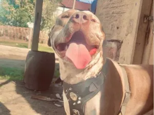 Cachorro raça Pit-Bull idade 3 anos nome Thanos