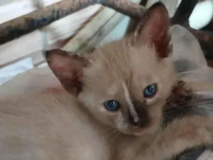 Gato raça Siamês idade 2 a 6 meses nome Miala