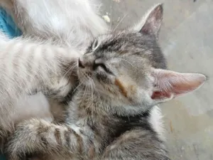Gato raça Persa idade 2 a 6 meses nome Brian