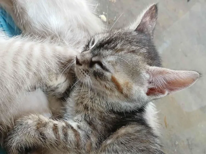 Gato ra a Persa idade 2 a 6 meses nome Brian