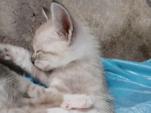 Gato raça Siamês idade 2 a 6 meses nome Dominic