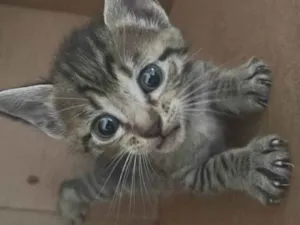 Gato raça SRD-ViraLata idade Abaixo de 2 meses nome Nome a sua escolha