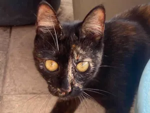 Gato raça SRD-ViraLata idade 7 a 11 meses nome Neguinha
