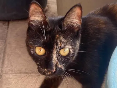 Gato raça SRD-ViraLata idade 7 a 11 meses nome Neguinha