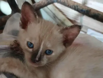 Gato raça Siamês idade 2 a 6 meses nome Bella Hadid(mãe), Miala, Dominic, Louis e Brian