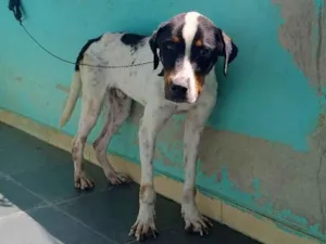 Cachorro raça Yorkshire idade 7 a 11 meses nome Faísca