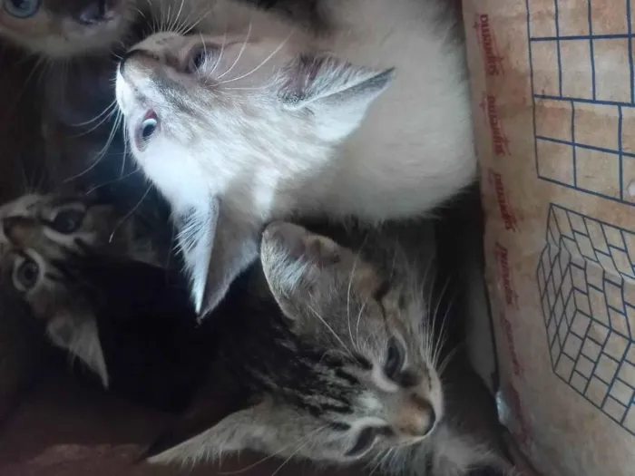 Gato ra a SRD-ViraLata idade Abaixo de 2 meses nome Vocês escolhem