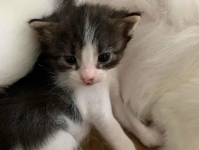 Gato raça SRD-ViraLata idade Abaixo de 2 meses nome pitica