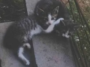 Gato raça SRD-ViraLata idade Abaixo de 2 meses nome Sem nome