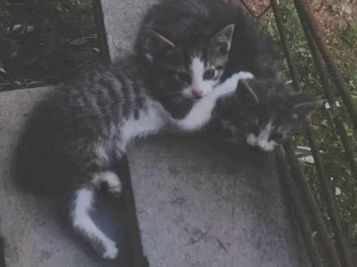 Gato ra a SRD-ViraLata idade Abaixo de 2 meses nome Sem nome