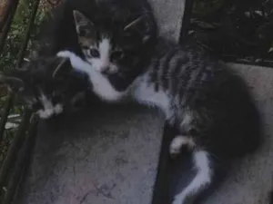 Gato raça SRD-ViraLata idade Abaixo de 2 meses nome Sem nome
