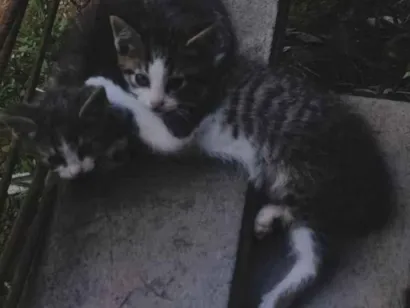 Gato raça SRD-ViraLata idade Abaixo de 2 meses nome Sem nome