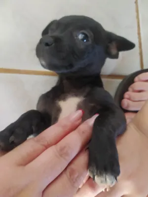 Cachorro raça SRD-ViraLata idade 2 a 6 meses nome Filhotes de cachorro