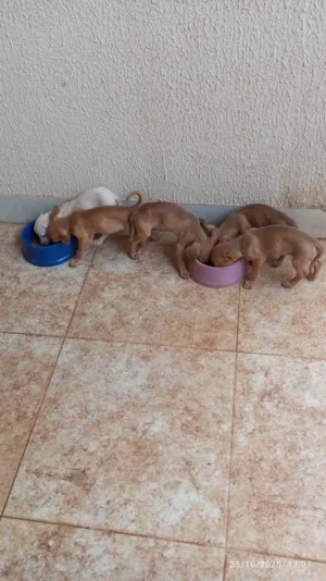 Cachorro raça SRD-ViraLata idade Abaixo de 2 meses nome Filhotes