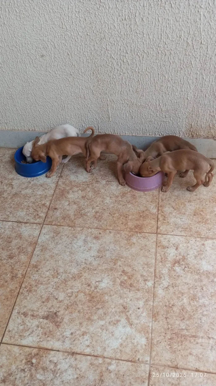 Cachorro ra a SRD-ViraLata idade Abaixo de 2 meses nome Filhotes