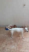 Filhotes