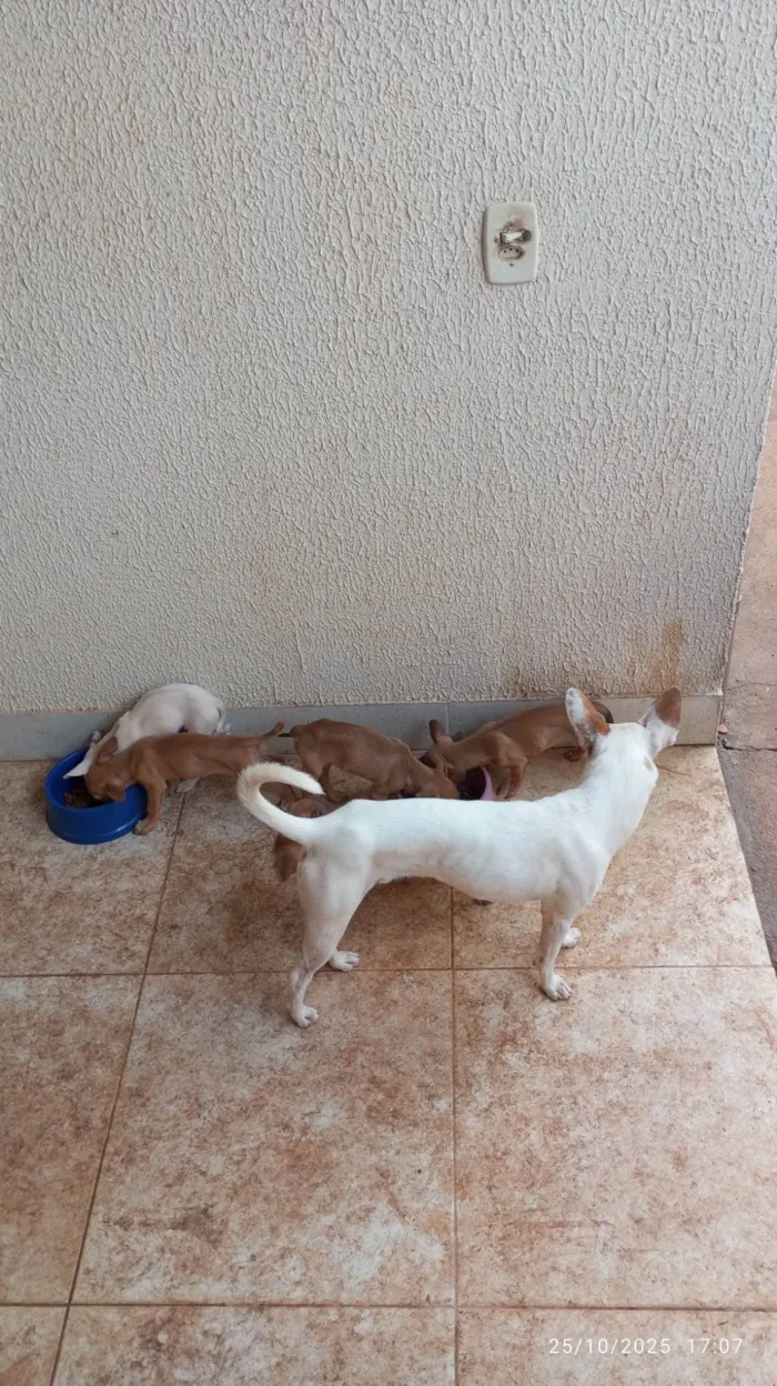 Cachorro ra a SRD-ViraLata idade Abaixo de 2 meses nome Filhotes