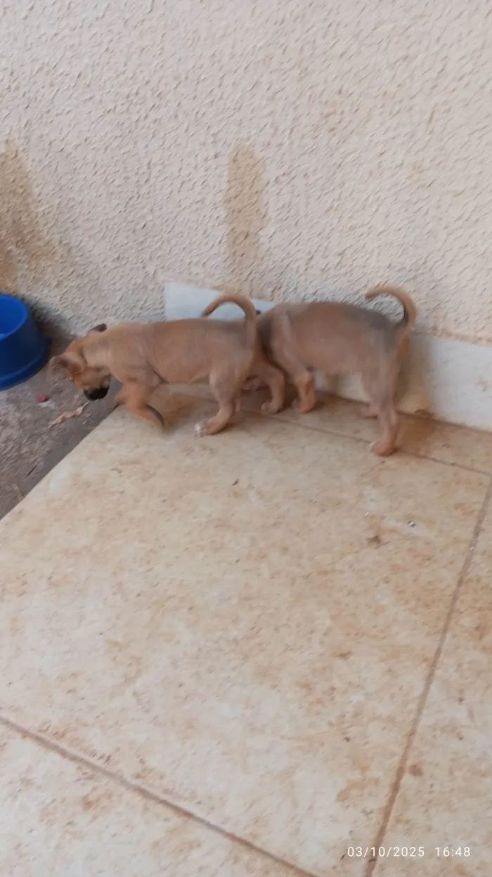 Cachorro ra a SRD-ViraLata idade Abaixo de 2 meses nome Filhotes