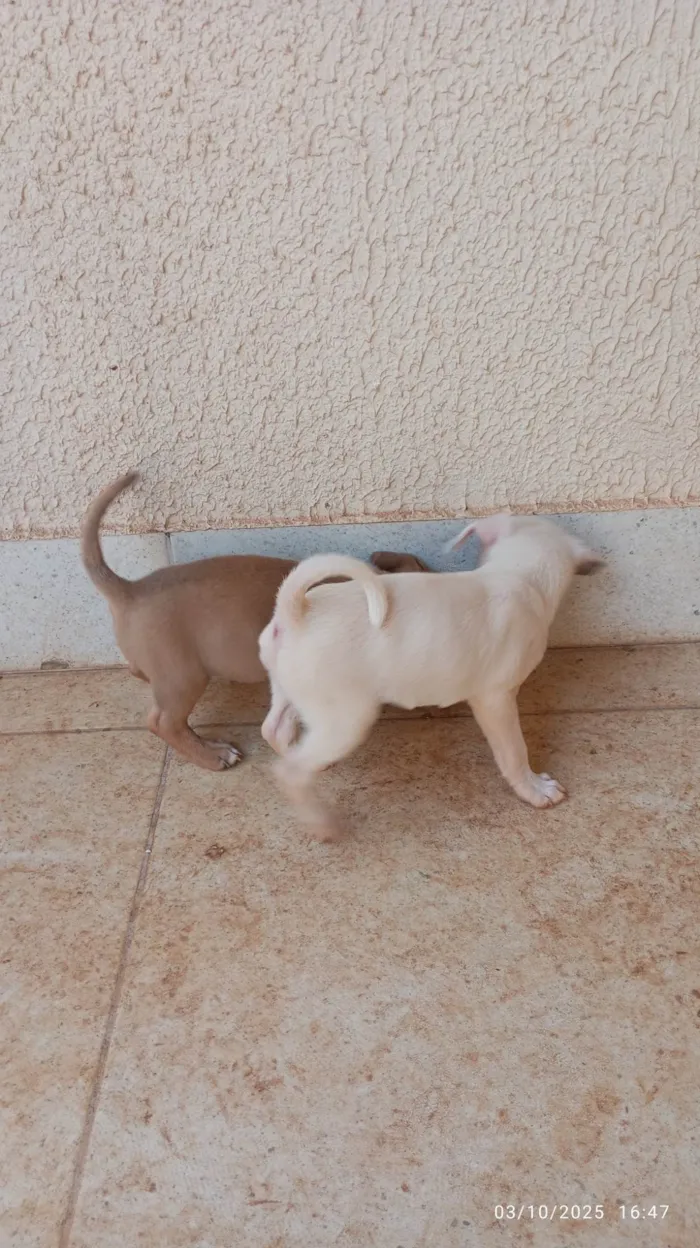 Cachorro ra a SRD-ViraLata idade Abaixo de 2 meses nome Filhotes