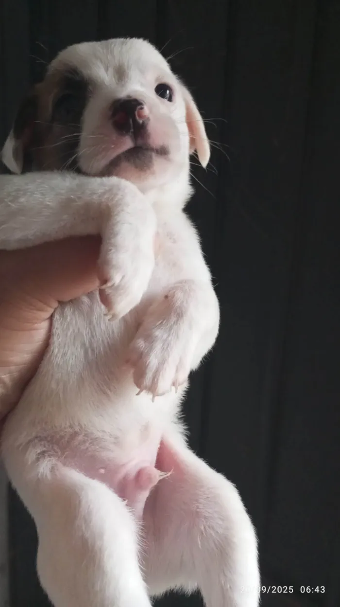 Cachorro ra a SRD-ViraLata idade Abaixo de 2 meses nome Filhotes