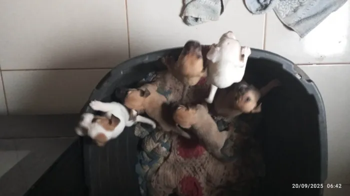 Cachorro ra a SRD-ViraLata idade Abaixo de 2 meses nome Filhotes