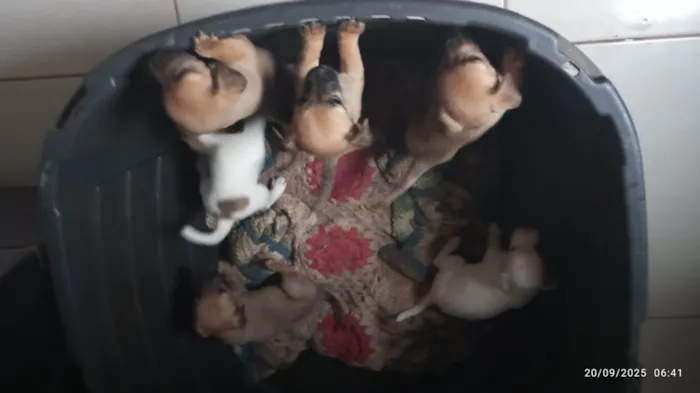 Cachorro ra a SRD-ViraLata idade Abaixo de 2 meses nome Filhotes