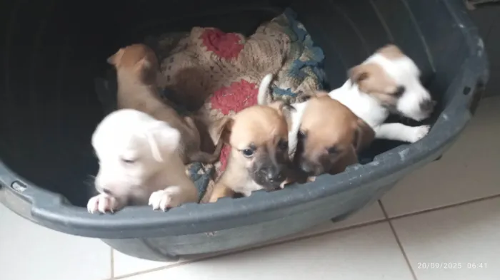 Cachorro ra a SRD-ViraLata idade Abaixo de 2 meses nome Filhotes
