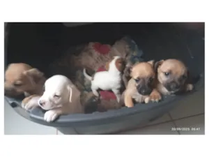 Cachorro raça SRD-ViraLata idade Abaixo de 2 meses nome Filhotes