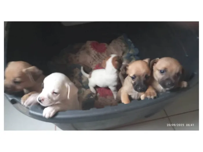 Cachorro ra a SRD-ViraLata idade Abaixo de 2 meses nome Filhotes