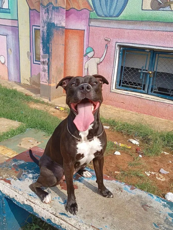 Cachorro ra a Pit-Bull idade 3 anos nome Athena