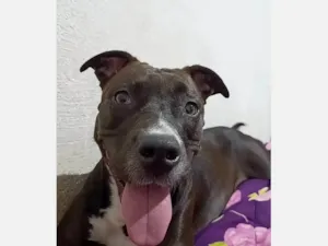 Cachorro raça Pit-Bull idade 3 anos nome Athena 