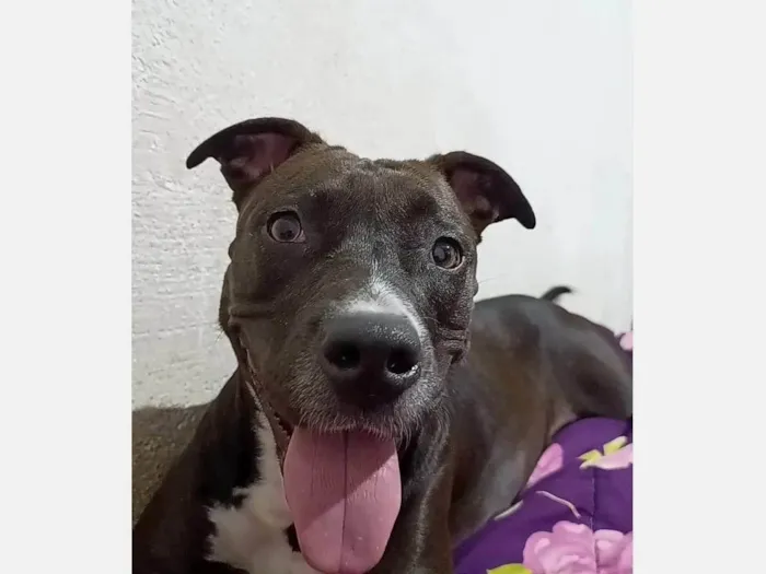 Cachorro ra a Pit-Bull idade 3 anos nome Athena