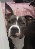 Pandora