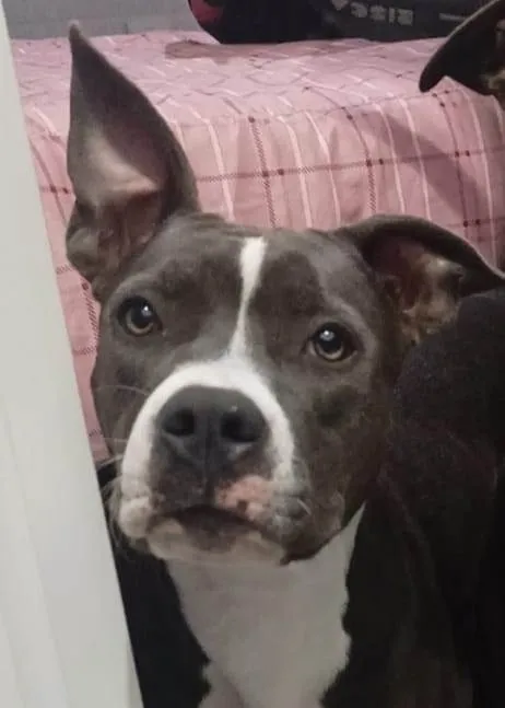 Cachorro ra a Pit-Bull idade 2 anos nome Pandora