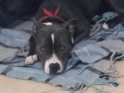 Cachorro raça Pit-Bull idade 2 anos nome Pandora