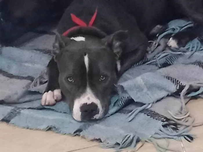 Cachorro ra a Pit-Bull idade 2 anos nome Pandora