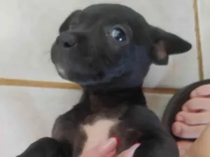 Cachorro raça SRD-ViraLata idade 2 a 6 meses nome Filhotes de cachorro