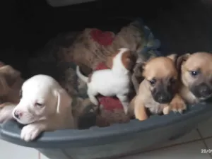 Cachorro raça SRD-ViraLata idade Abaixo de 2 meses nome Filhotes