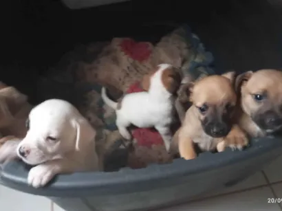 Cachorro raça SRD-ViraLata idade Abaixo de 2 meses nome Filhotes