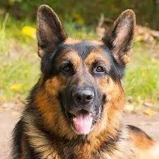Cachorro raça Pastor Alemão idade 7 a 11 meses nome Estou a procura de um pastor alemão barra velha-SC 