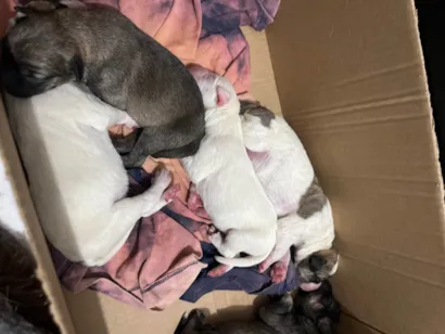 Cachorro raça SRD-ViraLata idade Abaixo de 2 meses nome Filhotes