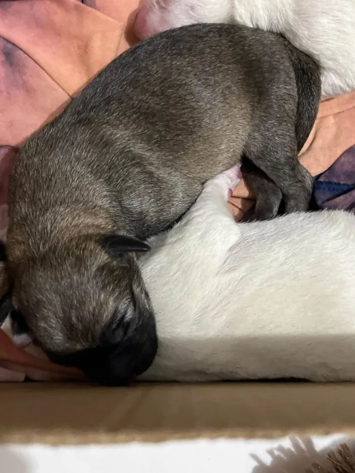Cachorro ra a SRD-ViraLata idade Abaixo de 2 meses nome Filhotes
