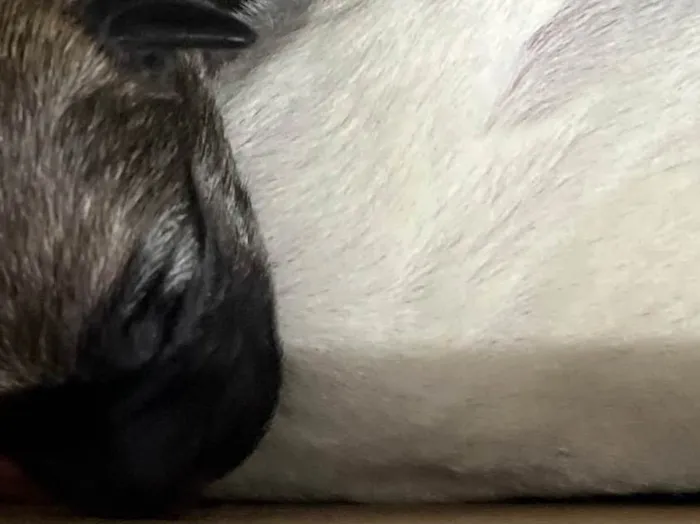 Cachorro ra a SRD-ViraLata idade Abaixo de 2 meses nome Filhotes