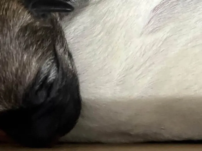 Cachorro ra a SRD-ViraLata idade Abaixo de 2 meses nome Filhotes