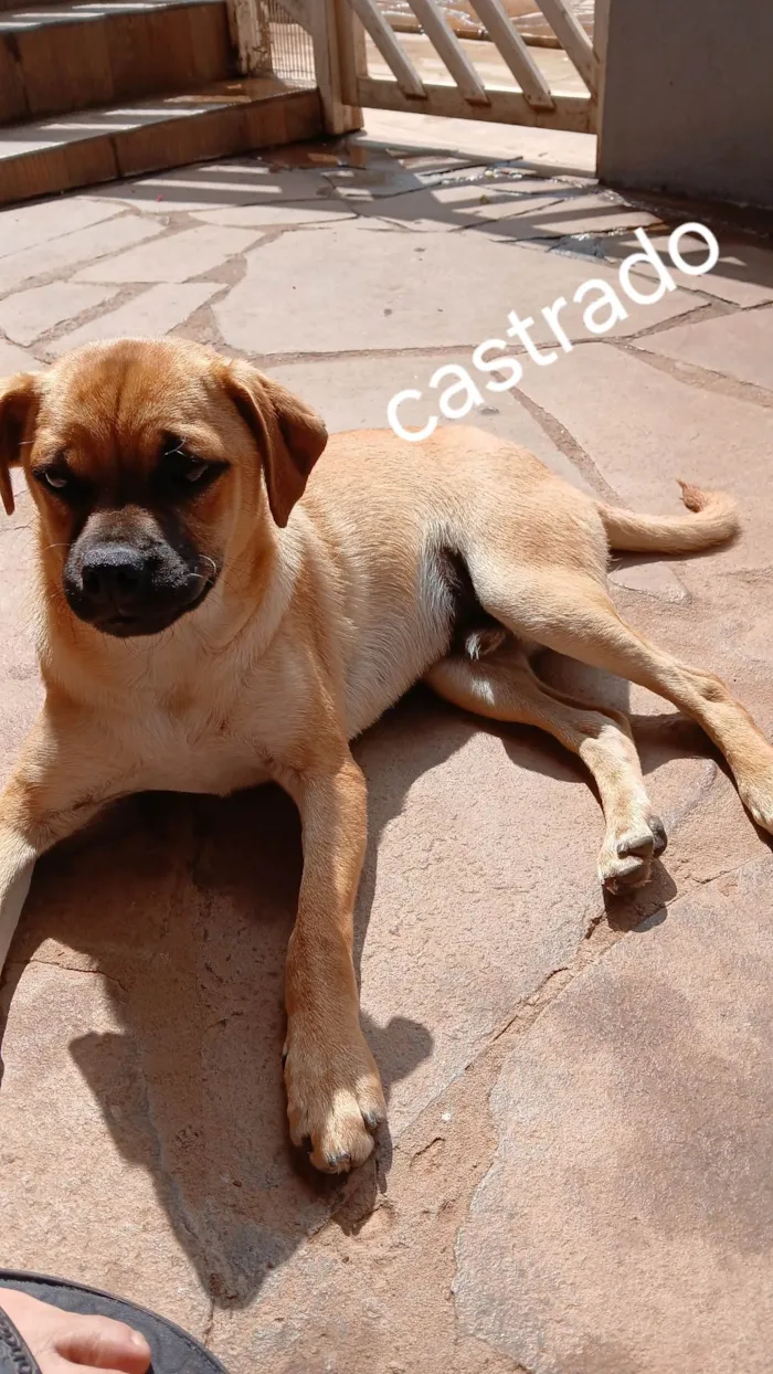 Cachorro ra a SRD-ViraLata idade 7 a 11 meses nome Ted