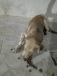 Caramelo