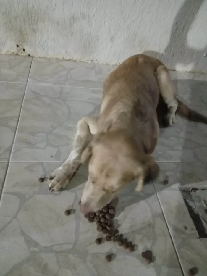 Cachorro ra a Dogue Alemão idade 2 a 6 meses nome Caramelo