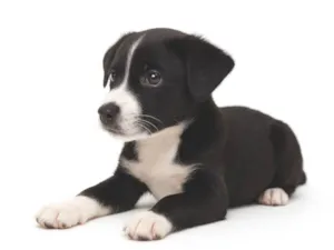 Cachorro raça SRD-ViraLata idade 2 a 6 meses nome Lili