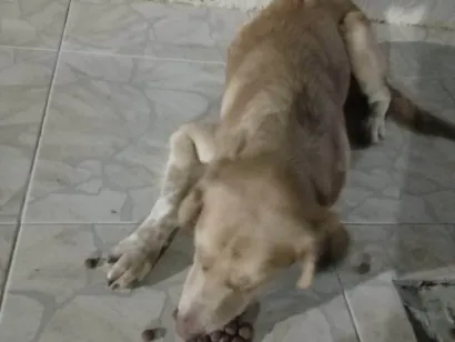 Cachorro raça Dogue Alemão idade 2 a 6 meses nome Caramelo