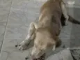 Caramelo